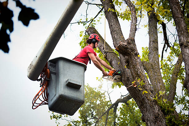 Best Utility Line Clearance  in Belleair Beach, FL